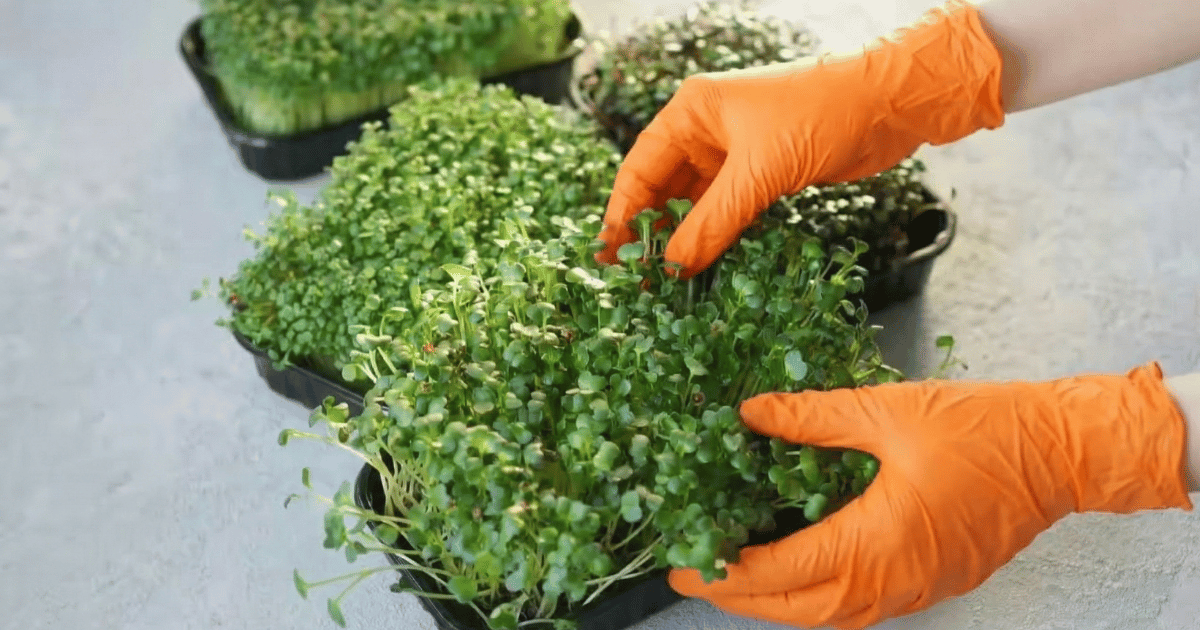 Semi di chia coltivati in casa senza scorciatoie misteriose come farli crescere bene e prendersene cura davvero