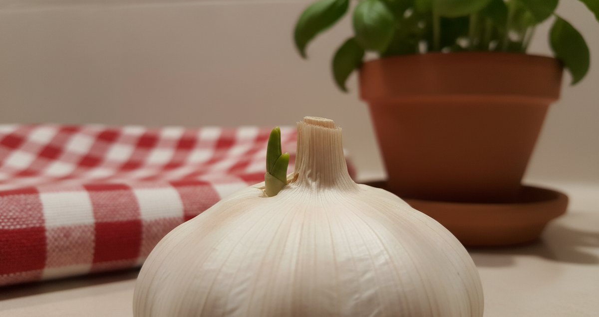 perche-aglio-che-germoglia-in-casa